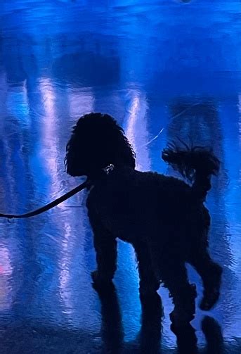 Black Poodle In Blue Light Stock Photo - Download Image Now - Animal, Blue, Blue Background - iStock
