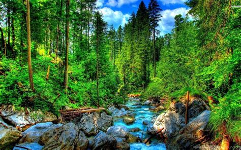 Forest Creek 4K Wallpapers - Top Free Forest Creek 4K Backgrounds ...