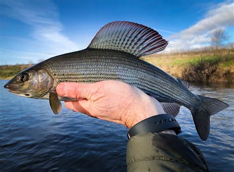 Trout and grayling fishing River Teviot - Orvis Guides