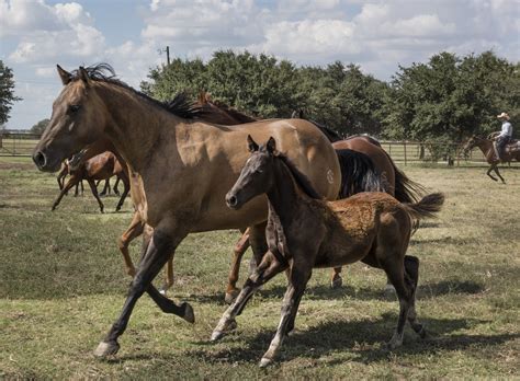 Mare And Colt Running Free Stock Photo - Public Domain Pictures