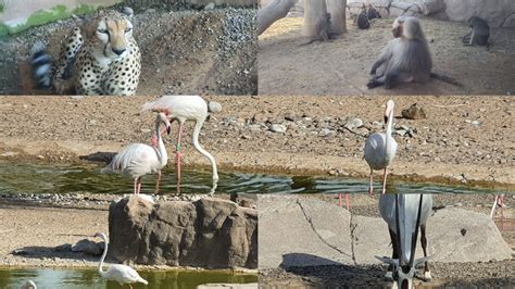 Sharjah desert Park & Arabian wildlife centre|Sharjah zoo|UAE's Best zoo Enjoy full AC zoo in ...