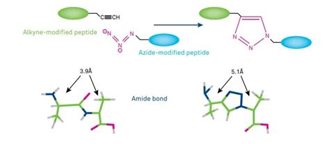 Click Chemistry: A valuable tool for peptide and protein modification