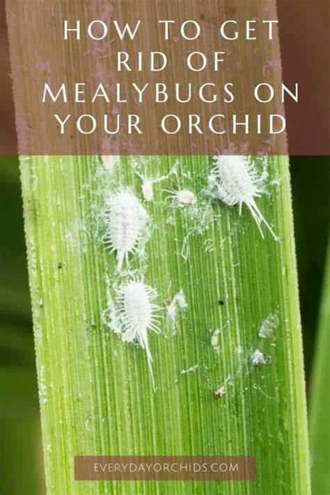 White Fuzz on Your Orchids? How to Get Rid of Mealybugs - Everyday Orchids