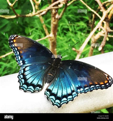 Blue Emperor Butterfly Stock Photo - Alamy