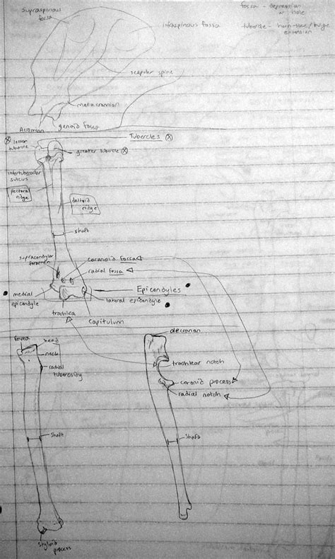 Cat Forelimb Skeleton Notes by LeccathuFurvicael on DeviantArt