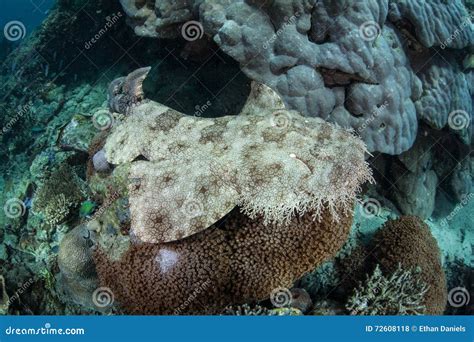 Tasseled Wobbegong Shark Surrounded By Fish Stock Image | CartoonDealer.com #71741353