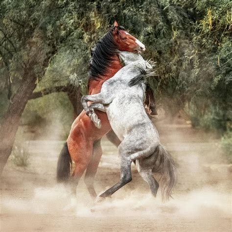 Wild Horses Rearing Up Play Fighting Photograph by Susan Schmitz