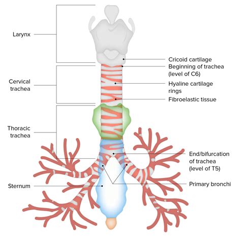 Trachea: Anatomy | Concise Medical Knowledge