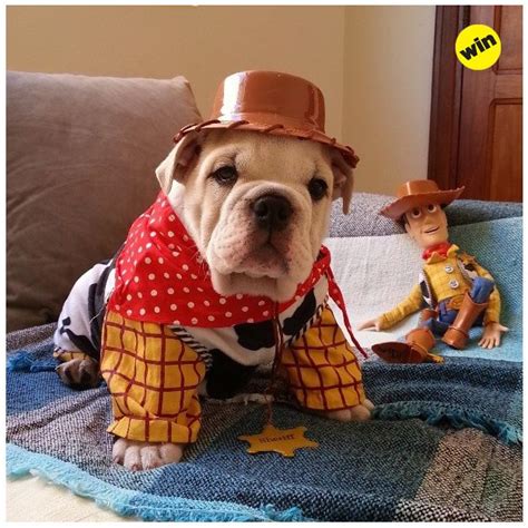 A Bulldog Puppy Who's Also A Cowboy | Bulldog, Bulldog halloween costumes, Cute puppies