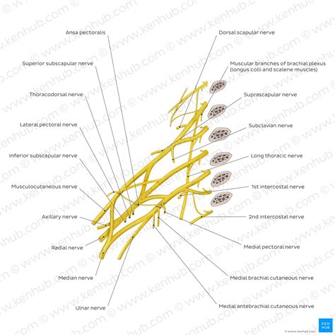 Brachial plexus injury: Clinical case, anatomy, symptoms | Kenhub