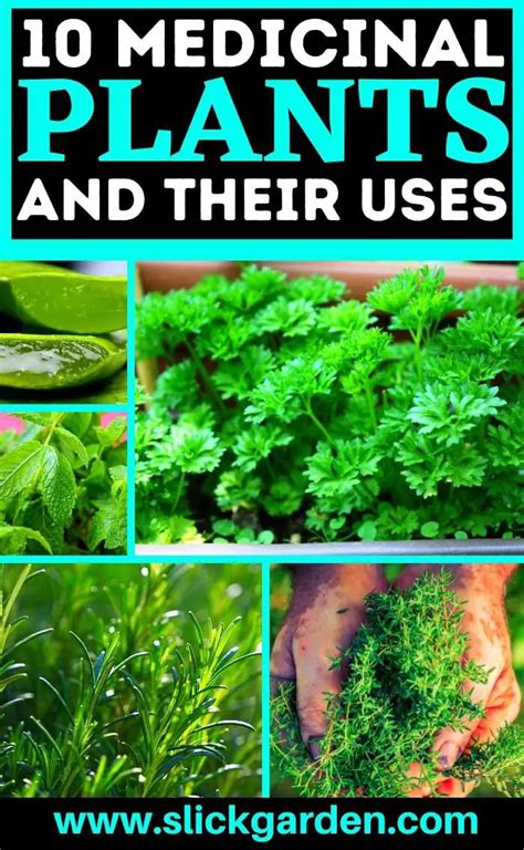 10 MEDICINAL PLANTS AND THEIR USES – Slick Garden