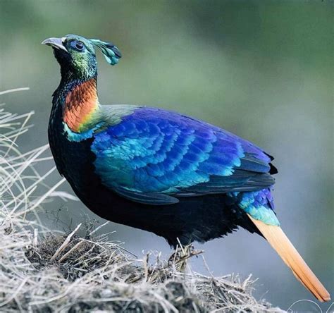 Danfe (Himalayan Monal): National Bird of Nepal