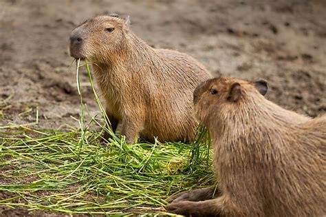 Capybara - WorldAtlas