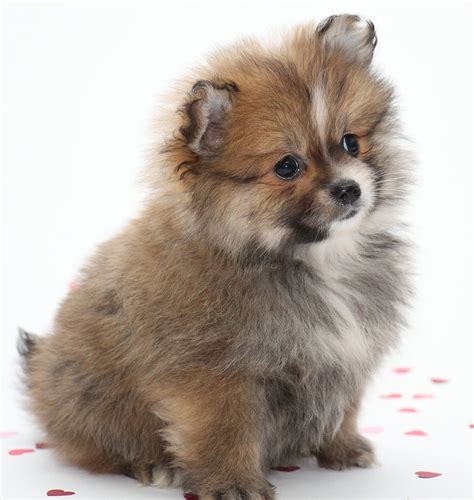 Small Dog Names - 350 Ideas For Naming Your Little Puppy