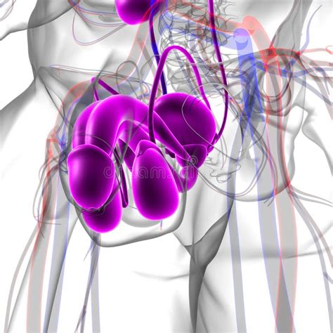 Male Reproductive System Anatomy for Medical Concept 3D Rendering Stock ...