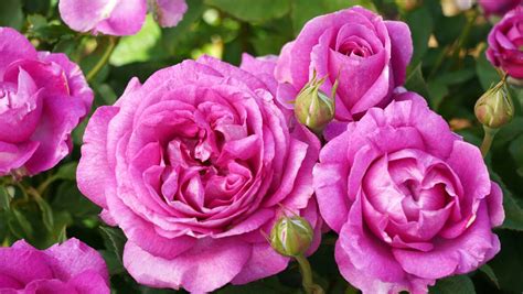 Six new rose varieties to brighten your garden | The Senior | 2259