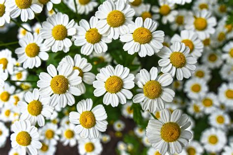 What is the Feverfew Plant and What is it Good For? - Garden and Happy