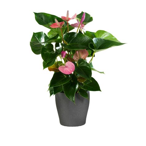 Pink Anthurium Flower - Online International Plant Delivery - FloraQueen