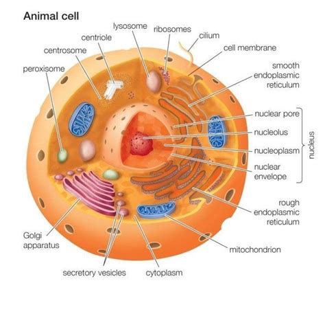 Microtubule Animal Cell