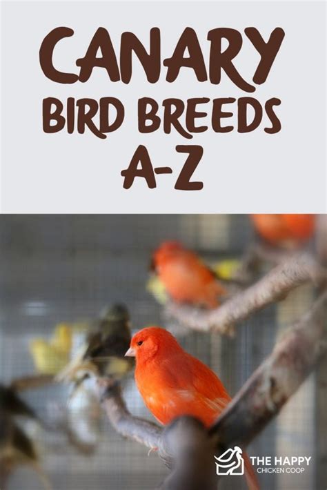 Top Canary Bird Breeds A-Z - The Happy Chicken Coop