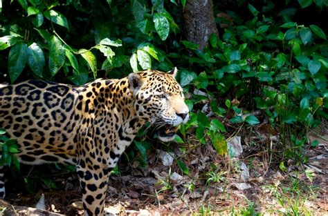 Farmers and Conservation Organizations Unite to Create Jaguar-Friendly™ Ecolabel – The Jaguar