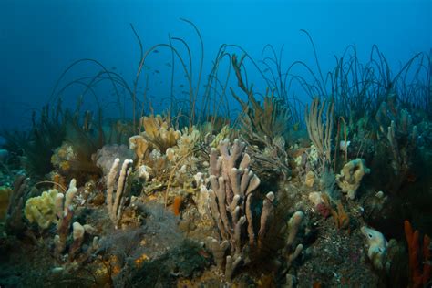 Seamap Australia – National Marine Benthic Habitat Map