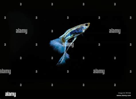 guppy fish in the aquarium Stock Photo - Alamy