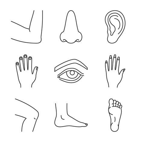 Human body parts linear icons set. Male and female hands, nose, eye, feet, ear, elbow joint ...