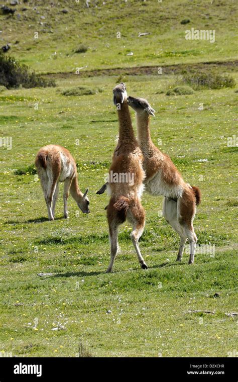 Male guanacos patagonia hi-res stock photography and images - Alamy