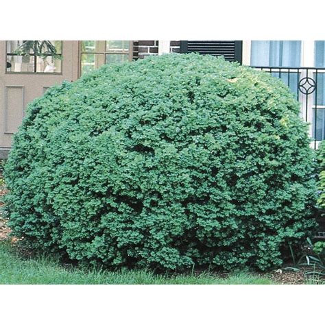 Dwarf English Boxwood Foundation/Hedge Shrub in Pot (With Soil) (L4185 ...