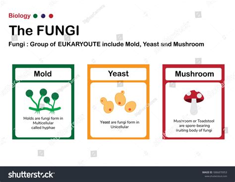 Fungi Microbiology Diagram Show Type Fungi Stock Vector (Royalty Free ...