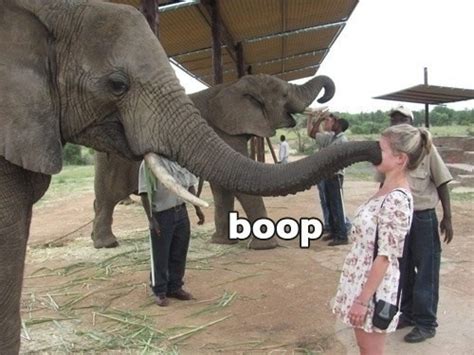 Boop - Meme Guy