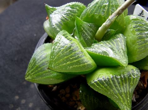 Haworthia retusa (Cushion Aloe, Star Cactus) | North Carolina Extension ...