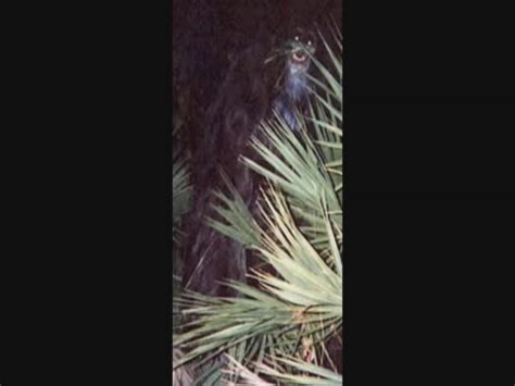 I'm using Photoshop to create "original replicas" of the Myakka skunk ape photos : r/bigfoot