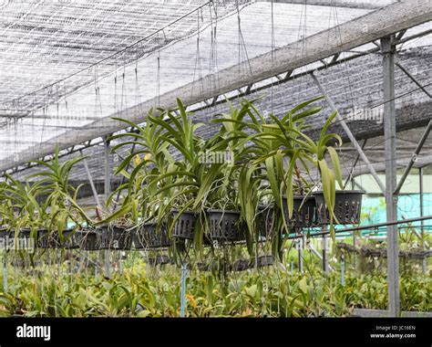 Orchid plantation farm in Thailand Stock Photo - Alamy