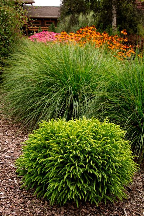 Dwarf Japanese Cedar | Japanese garden plants, Evergreen shrubs, Plants