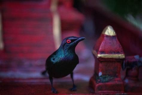 9 Amazing Black Birds With RED EYES – Global Birding Initiative