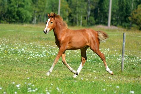 Horse foal running on a green meadow - Farmers Co-op