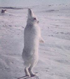 Arctic Hare - adaptations for survival in the far north