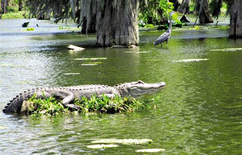 Louisiana swamp tour