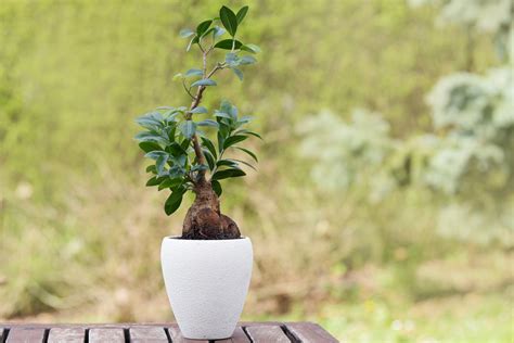 Bonsai Ficus Styles