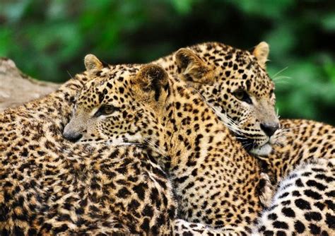 Two Sri Lanka Leopards - Feline Facts and Information