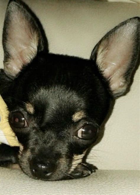 Black Chihuahuas | I Love My Chi