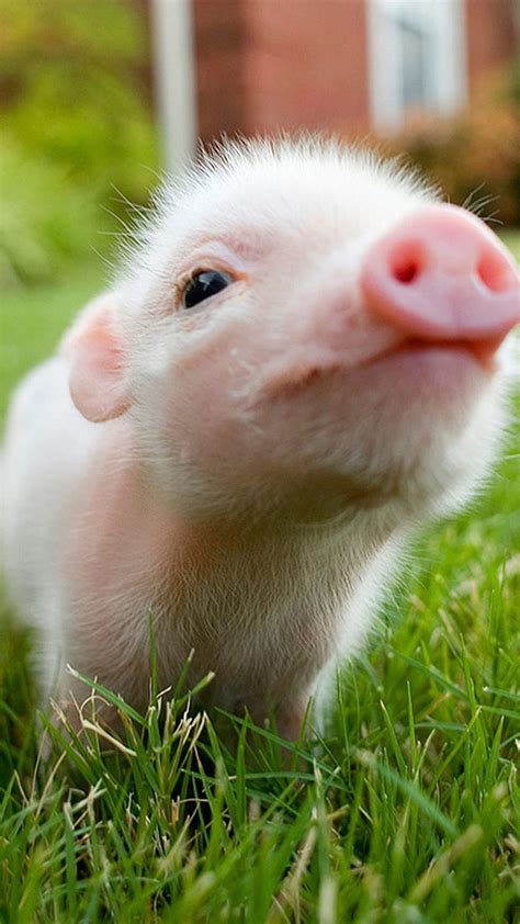 Pig iPhone, pigs cute HD phone wallpaper | Pxfuel