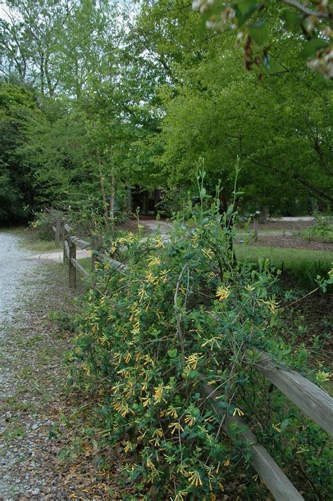 Pruning Honeysuckle Properly: The Ultimate How-To Guide | Gardening ...