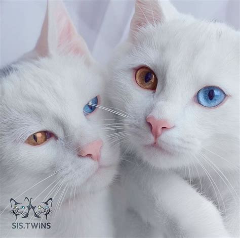 Two cats with stunning heterochromatic eyes are called the most beautiful twin cats in the world ...