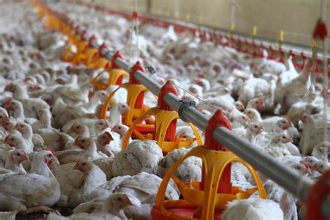 Poultry equipment manufacturer - Modern free range poultry systems ...