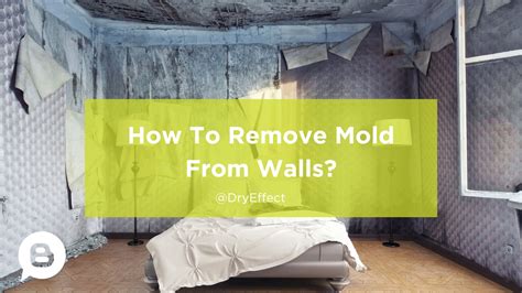 Say Goodbye to Allergies: How to Eliminate Mold from Walls Fast!