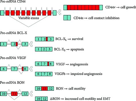 Alternate splicing resulting in two isoforms with differential... | Download Scientific Diagram