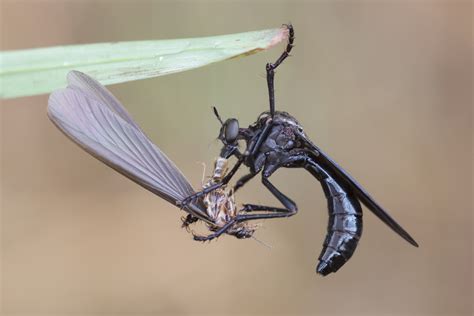 Killer Insect profile: The Assassin Fly | Smithsonian Insider